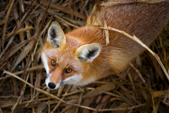Galerie Animaux milieu naturel